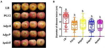 Cyclic di-GMP regulates bacterial colonization and further biocontrol efficacy of Bacillus velezensis against apple ring rot disease via its potential receptor YdaK